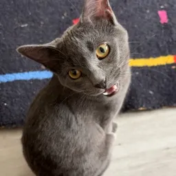 Groove's Discord profile picture